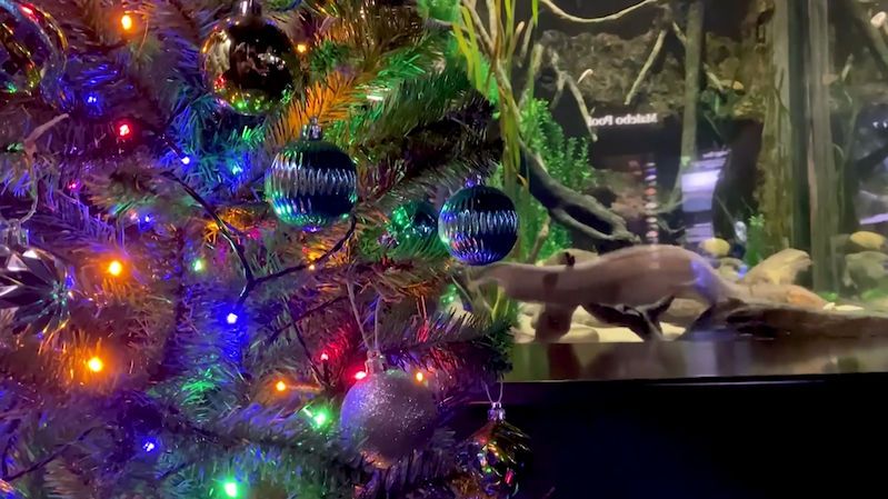 Elektrický paúhoř svými výboji zapíná osvětlení vánočního stromku